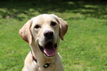 Labrador Retriever dog sitting in the garden with tongue out