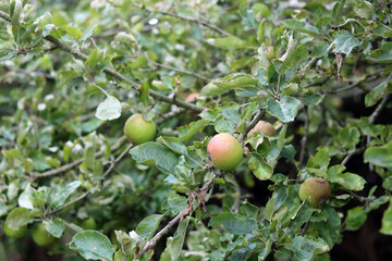 Ripe apples on the branches of an apple tree in the garden