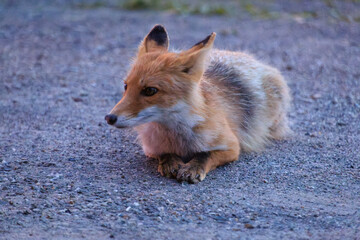 Red Fox Resting on Gravel at Dusk in Lake Akan, Hokkaido, Japan