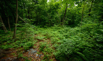 Fototapeta premium In summer forest at sunny day.