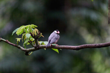 Java Sparrow (Lonchura oryzivora) perched on branch with green leaves against blurred foliage background in Hong Kong.
