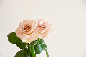 コーラルピンクのばら