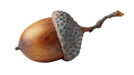 A single acorn, featuring a smooth, tan brown nut and a texture brown cap still attached to a short twig. The lighting should highlight the natural textures and subtle color variations of the acorn.