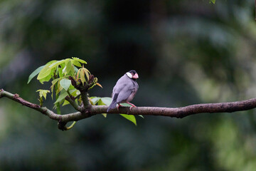 Java Sparrow (Lonchura oryzivora) perched on branch with green leaves against blurred foliage background in Hong Kong.