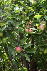 Ripe apples on the branches of an apple tree in the garden