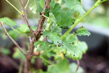 Coccinellidae on the leaves of a gooseberry bush. Plant protection concept. 