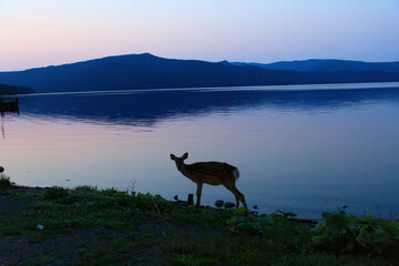 Sika Deer Grazing by Lake Akan at Twilight, Hokkaido, Japan