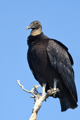 Black Vulture Waiting Patiently