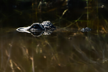 Eye Level with an Alligator