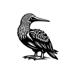 Obraz premium Illustration of a seabird standing isolated on white background