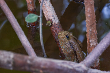 mudskipper floating in still water of mangrove with heading straight