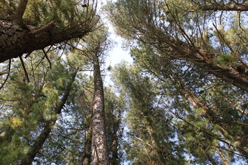 Fototapeta premium pine trees in the sky