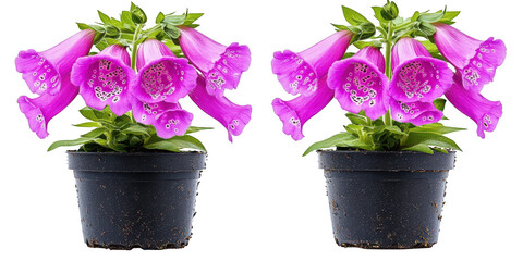 Two potted foxgloves flowers bloom on transparent png background