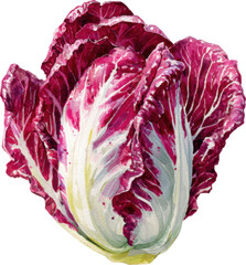 Obraz premium Vibrant red radicchio leafy vegetable isolated on transparent background