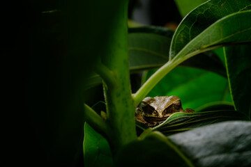 close up macro shot of sleeping tree frog on the green leaf