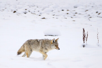 Coyote in Snowy Wilderness