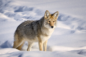 Coyote in Snowy Wilderness