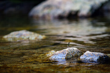 a small tiny damselfly on small rock in the clean clear water bed of wellspring waterfall in watershed forest