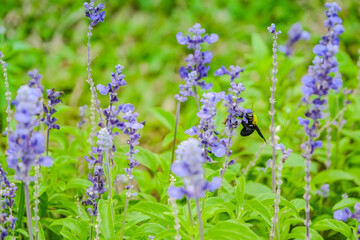 a vivid carpenter bee feeding nectar from small purple delphinium flower in wild garden field