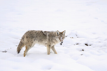 Coyote in Snowy Landscape