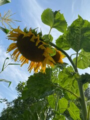 sunflower with bright yellow petals under a clear blue sky, showing its natural growth and vibrant summer beauty