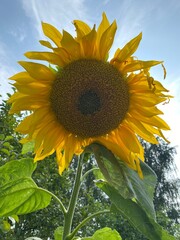 sunflower with bright yellow petals under a clear blue sky, showing its natural growth and vibrant summer beauty
