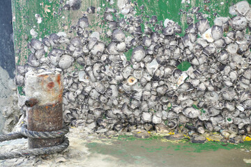 Textured barnacles cling to vibrant green surface