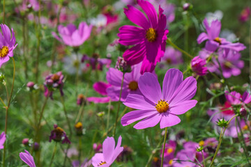 Fototapeta premium close up shot of cosmos flower in the garden field in sunshine