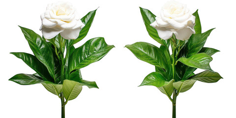 Two gardenias with foliage on transparent png background