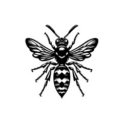 Obraz premium Wasp insect isolated on white background