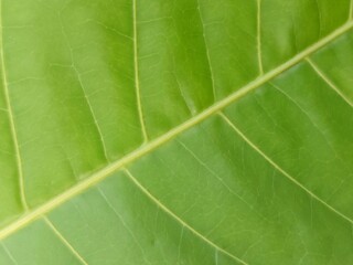 green leaf texture