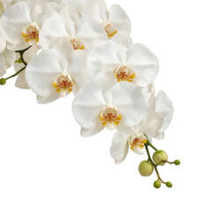 Fototapeta premium Elegant cascade of white orchid blossoms against a transparent background, exuding serene beauty.