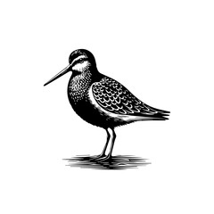 Obraz premium vector illustration of a bird