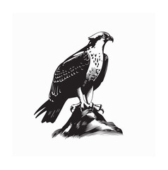 Majestic Osprey Bird Perched on Coastal Rock Observing Ocean in Natural Habitat