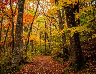 Autumnal forest path (4)