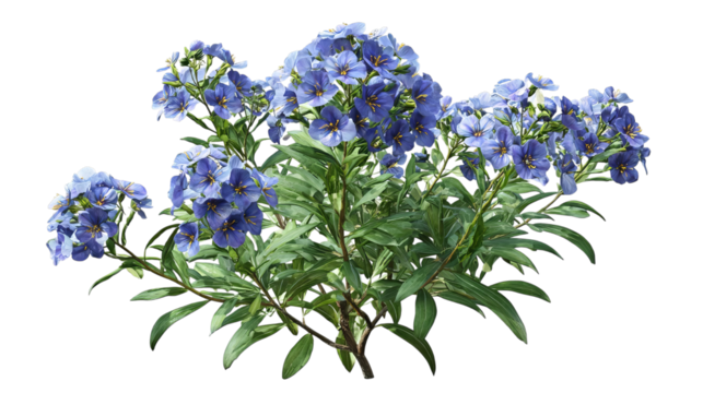 PNG of A vibrant cluster of blue phlox flowers against a transparent background, showcasing their delicate petals and lush green leaves.