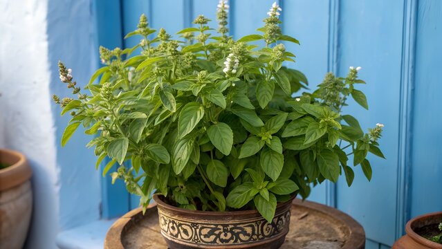 A lush green Manjerico potted plant on a blue background. Traditional decor for festival San Ju