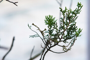 Delicate green cypress branch with intricate foliage against soft bokeh background