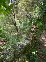 Lush vegetation and rocks covering ancient ruins in a forest