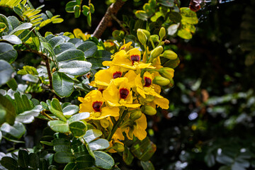Flowers and leaves of Brazilwood (Paubrasilia echinata).