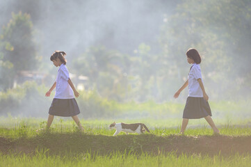 Asian schoolgirls walk with a cat on a rice paddy ridge in rural Thailand, capturing Asian...