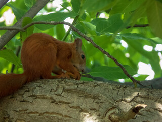 A close-up of a red squirrel eating on a tree branch