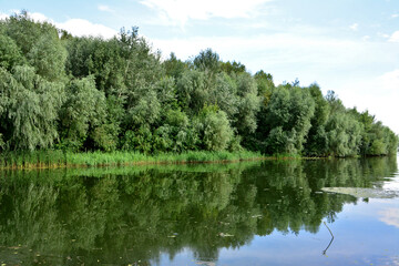 green Forest of willow trees Reflected in the lake Under Cloudy Sky