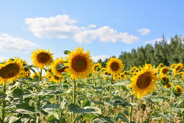Obraz premium Field of Sunflowers Under a Blue Sky with Clouds close up background