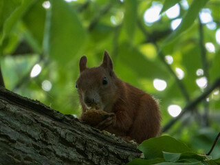 A cute red squirrel holding a snack in its paws while sitting on a tree branch.