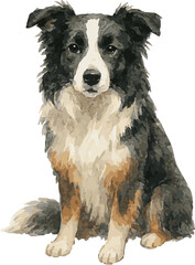 Vector watercolor realistic illustration of a border colie dog