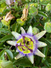 Passiflora edulis also known as Maracuya or Parcha flower on the vine close up.Tropical plants and fruits concept.

