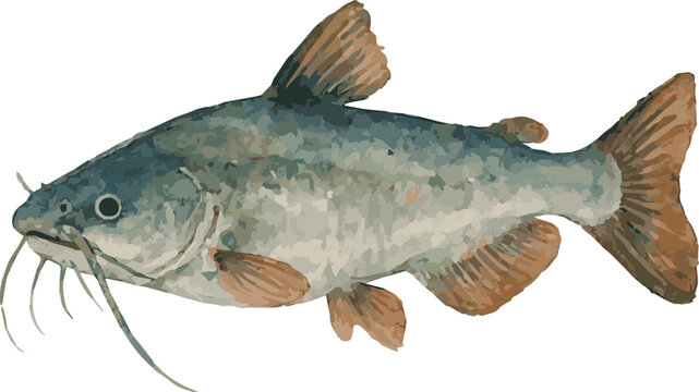 Vector watercolor realistic illustration of a catfish