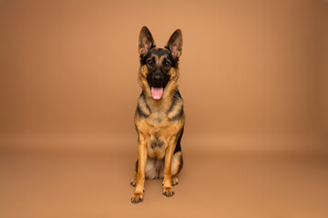 German Shepherd Sitting on Brown Studio Background