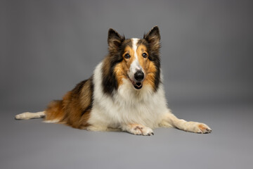 Fototapeta premium Rough Collie Lying on Gray Background
